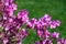 Purple Azalea Flower