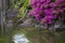 Purple azalea flowers blooming up on rock pond shrine in Tokyo