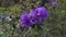 Purple Azalia in spring