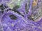 Purple Background - Charoite Stock Photos