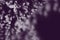 Purple background made of lilac florets and burgeons on dark blurred