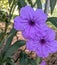 Purple backyard flowers