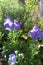 Purple balloon flowers blossoms, variegated ground cover in sunny garden bed