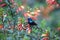 Purple-banded Sunbird