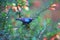 Purple-banded Sunbird