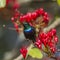 Purple-banded sunbird in Kruger National park, South Africa