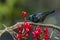 Purple-banded sunbird in Kruger National park, South Africa