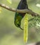 Purple Banded Sunbird seen Feeding on flowers at Masai Mara, Kenya