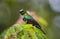 Purple Banded Sunbird seen Feeding on flowers at Masai Mara, Kenya