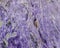 Purple banded texture charoite