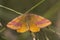 Purple-barred yellow Lythria cruentaria