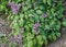 Purple barrenwort epimedium flourishing in the garden