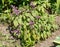 Purple barrenwort epimedium flourishing in the garden