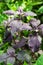 Purple basil