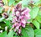 Purple basil flower Inflorescence, an important herbal medicinal and aromatic plant. Illustration.