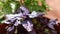 Purple basil in a flower pot