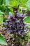 Purple Basil growing in an garden