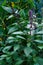 Purple basil grows in the garden.