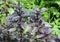 Purple Basil: planting, growing, and harvesting. Purple basilic plantation. Close up on organic fresh purple basil leaves