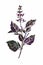 Purple basil twig with leaves and flowers