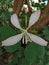 purple bauhinia, camel foot, butterfly tree and Hawaiian orchid treeThe scientific name is Bauhinia purpurea