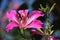 Purple Bauhinia flower