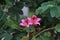 Purple Bauhinia Flower blooming