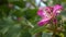 Purple bauhinia orchid tree flower blossom, California USA. Violet exotic tropical bloom, jungle rainforest atmosphere