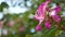 Purple bauhinia orchid tree flower blossom, California USA. Violet exotic tropical bloom, jungle rainforest atmosphere