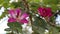 Purple Bauhinia Ã— blakeana or Hong Kong orchid flower blossom on the tree.