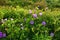 Purple Beach Flowers