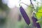 Purple Bean Pods Growing in a Community Garden