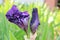 Purple Bearded Iris