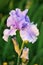 Purple bearded iris flower