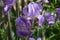 Purple bearded Iris germanica flower close up, german Iris in the morning light, macro, Deutsche Schwertlilie