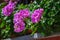 Purple beautiful flower Pelargonium of Geranium family