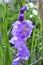 Purple beautiful flowers of the gladiolus species gladiolus