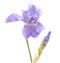 Purple beautiful irises