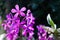 Purple beautiful orchid in natural, Vanda orchid