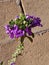 PURPLE! Beauty of a Sprig of Purple Texas Sage!