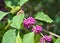 Purple beautyberry plant