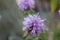 Purple bee balm visited by a honey bee gathering nectar