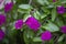 Purple Begonia Vine Flowering Bloom