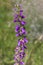 Purple bell flower, bluebell, harebell in field