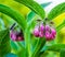Purple bell shaped flowers in bloom on a common comfrey plant, wild flowering plant from Europe, Nature background