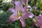 A purple belladonna lily which is a species of Amaryllis