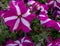 Purple bellflower closeup, macro blossom