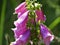 Purple bellflower in the field