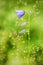 Purple bellflower on green background