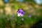 Purple Bellflower in Green Blurred Background